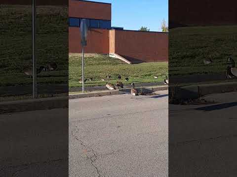 ở Việt Nam là bắt lặt lông rồi nha. chuyện thường gặp ở Mỹ