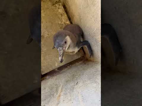 猫の動画サムネイル - 3/30ふ化🐣食べ方上達しました！
