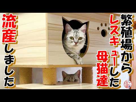【閲覧注意 保護猫(お名前募集) 子犬 】元繁殖場からレスキューした猫が流産していました&子犬達+おまけコーナー