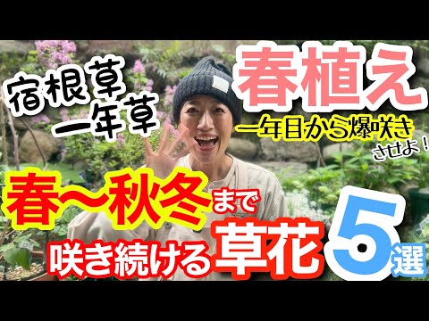 【宿根草・一年草】春に植えて、春〜秋冬まで長く咲く草花５選🖐️/ 酷暑の間でも咲き続ける🌞/ 目立った病害虫ほぼなし、お手入れも楽々🤗/ 植え付け初年度から爆咲きさせるコツあり【ガーデニング】
