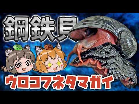 【最硬】鋼鉄の巻貝！ウロコフネタマガイのヤバさ【スケーリーフット】