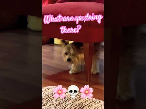 Wht are you doing there,sweet? 💛💛💛 #cete #puppy #puppies