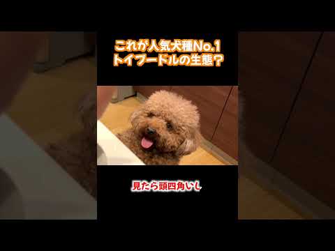 これが人気犬種No.1トイプードル?