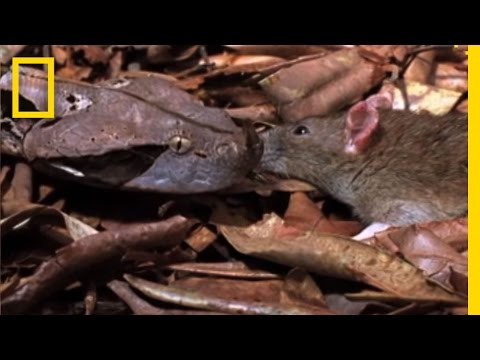 Gaboon Adder vs. Rat | National Geographic - UCpVm7bg6pXKo1Pr6k5kxG9A