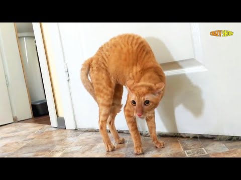 CAT WAS SCARED OF A BOUQUET OF FLOWERS! Amazing Reactions Of Cats To Objects