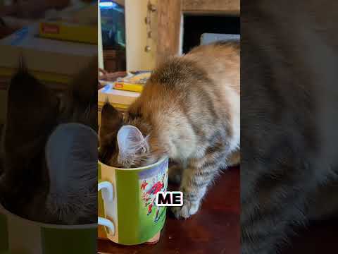 Maine Coon Kitten Drinks My Tea!! ☕️😸 #kittens #mainecoon #cat #cutecat #cute