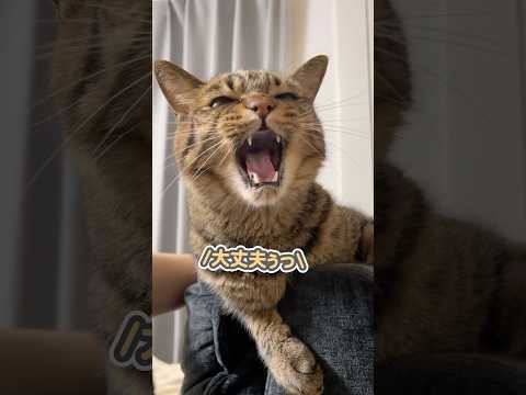 「心配し過ぎやぁ！」と若干怒りながら、ギリギリの場所でくつろぐ猫