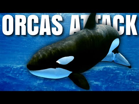 KILLER WHALES WON'T STOP SINKING SHIPS! - Bubba the Love Sponge Show | 11/10/23