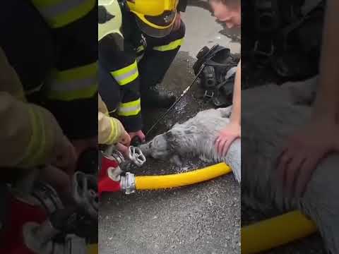 Dog saved after flat fire in Ukraine