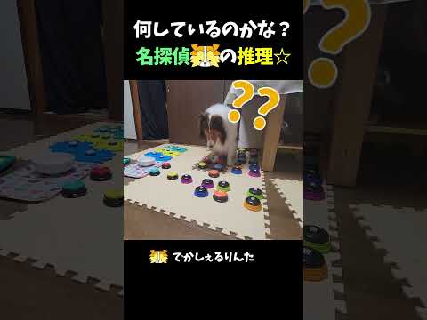 何しているのかな？名探偵シェルティの推理☆【会話ボタンでしゃべる犬】 #shorts #dog #犬