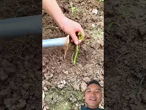 Nhân Giống Cây Ớt Bằng Cách Giâm Cành #satisfying