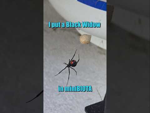 Meet miniBIOTA's newest, and most venomous, reside 