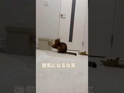 猫の動画サムネイル - 爪を研いだあと大声で強くなりましたアピールする猫　#shorts