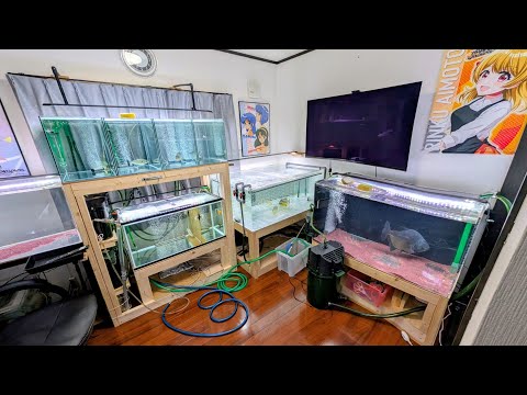 水槽１１本すべてピラニア！ギラギラ鱗に鋭い牙！ピラニアマニアさんの水槽部屋に潛入！