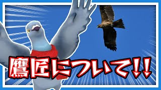 【羽鳥ぽぽぽ】鷹匠について！【第308羽】