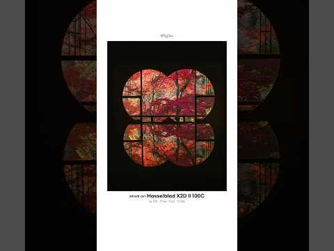 <strong>교토</strong> 단풍 찍으러 여기 꼭 가셔야 합니다