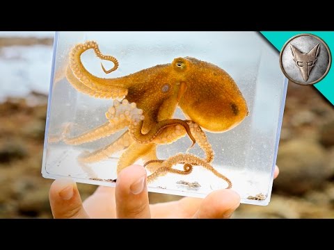 Incredible Octopus Catch! - UC6E2mP01ZLH_kbAyeazCNdg