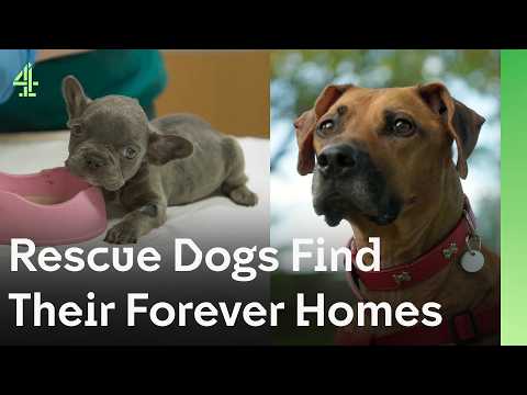Rescue Dogs Find Their Forever Homes | The Dog House 🐶