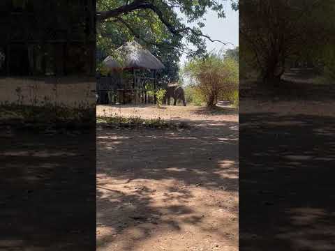 A BIG visitor at Zikomo Safari Reception - Part 1