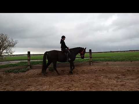 Black en Eslin, tweede keer rijden😃#horse #horses #paardrijles 