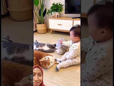 video lucu #shorts #colab #comedy #funny #cat #kitten #absurd