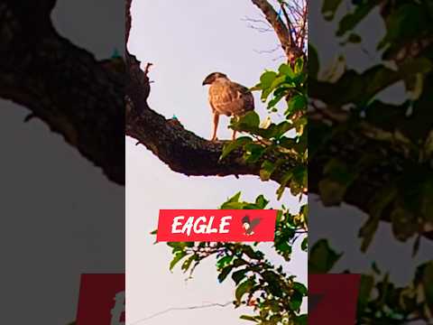 Eagle sound 🦅 #short #shorts #birdsounds #wildlife #trending #jimcorbettwildlifeandnatureview #viral