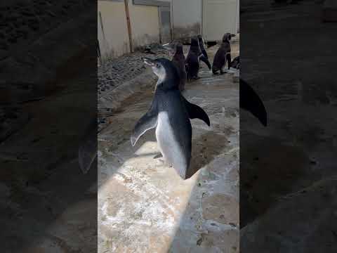 猫の動画サムネイル - 3/30ふ化🐣おはよう