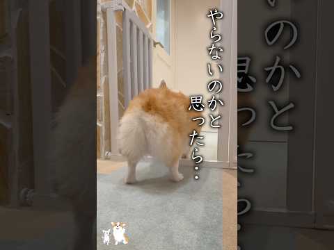 カメラの位置を把握してるだと!? #コーギー #corgi #つーちゃん