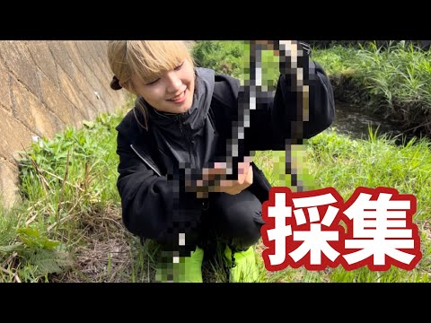 気付いたら15時間採集しててレアヘビに遭遇できました