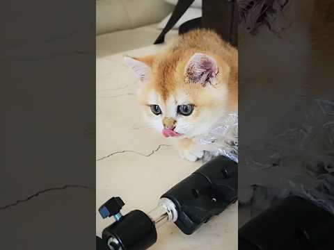 Kitten Boi Boi playing super cute #shorts