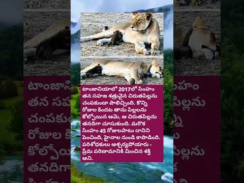 తల్లి మనసు – చిరుతపిల్లకి పాలిచ్చిన సింహం..❤️🔥🫡