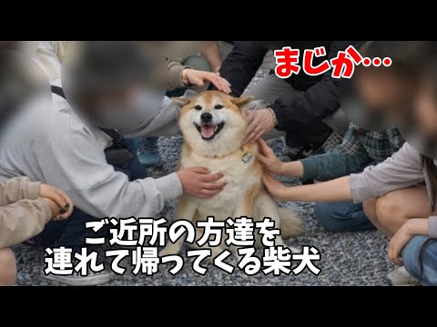 【まじか】ご近所の家を渡り歩き最終的に連れて帰ってくる柴犬が凄すぎました…