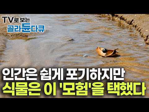 당신이라면 포기했을 확률. 척박한 무인도를 생명의 땅으로 바꾼 식물의 경이로운 여정｜다큐프라임｜수면 다큐｜#골라듄다큐