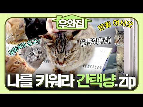 [#동물농장] 장소 불문 집사는 내가 고른다 냥!✨ 어쩜 뻔뻔스러운 간택냥.zip #우와비