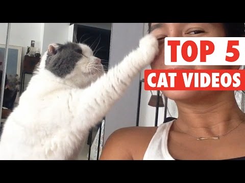 Top 5 Cat Videos || Jan 15 2016 - UCPIvT-zcQl2H0vabdXJGcpg