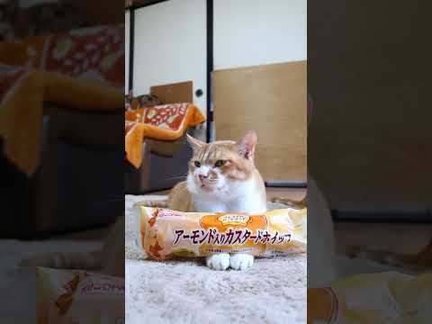 プレミアムロールサンド（アーモンド入りカスタードホイップ）　250628　#のせ猫　 #cat #cute #ねこ #猫のいる暮らし #ネコ　 #kitten #cutecat #猫のいる生活