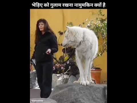 AZ#YouTube #best# video #bhediya