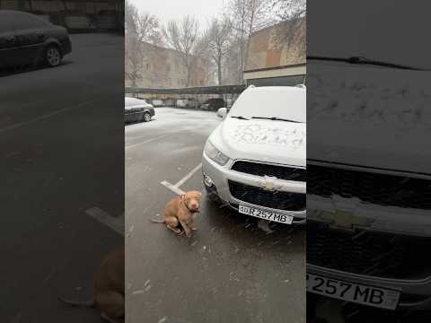 Суровые зимы в Ташкенте