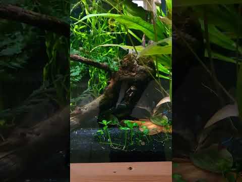 New fish, who dis? I recently added some neon tetras to my 15 gallon Fluval Flex and also wanted to share my new aquari
