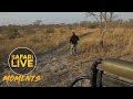 Surpris par des lions pendant un safari