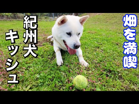 【紀州犬】キッシュ畑でハッスル！元気いっぱ〜つ！