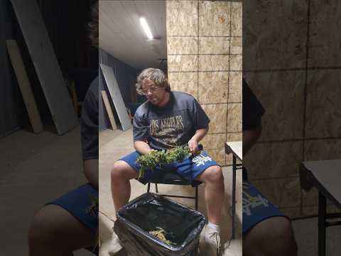 Trapping weed is <strong>dead</strong>