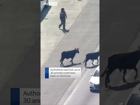 Police chase loose cows on busy highway