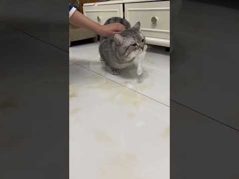 SVP 😔🙏 #chat #animaux #sauvetage #protectionanimale #refuge #sensibilisation#shortsfr #fyp