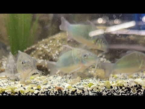 Fishroom Walk-through 2-14-2023 🔔 Subscribe so you won't miss our next video_ https_//www.youtube.com/c/cunninghamcichlids
🛒 B