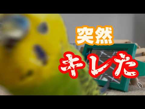 可愛くおしゃべりしてたのに何故か突然キレました【セキセイインコ】
