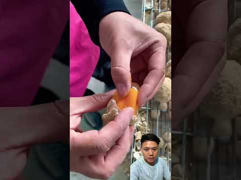 Telur atau pasir⁉️