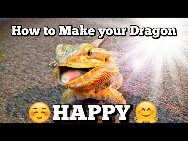 How To Make Your Bearded Dragon Happy?