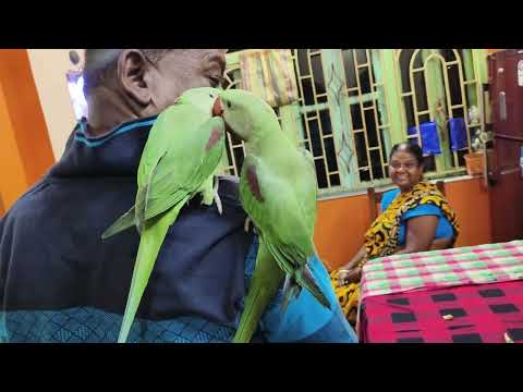 Beautiful parrot enjoying with my family ❤️ #parrot #enjoyment #familytime