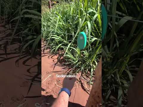 Sinalizador Choque Bruto